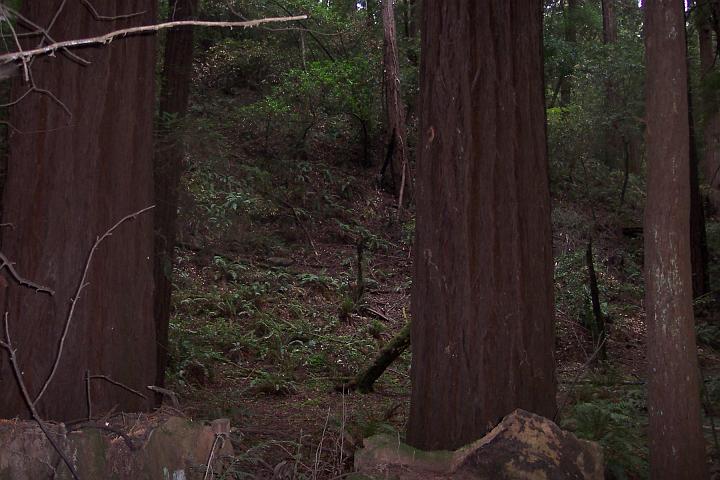 Murray Wood 3.JPG
